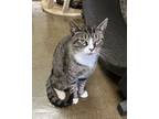 Adopt Geneva a Brown Tabby Domestic Shorthair (short coat) cat in Fallbrook