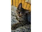Adopt Kirk a Gray, Blue or Silver Tabby American Shorthair cat in Lincoln Park
