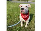 Adopt Charlie Beans a American Pit Bull Terrier / Mixed dog in Germantown