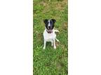 Adopt Bea a Labrador Retriever / Mixed Breed (Medium) / Mixed dog in Neosho