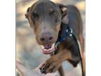 Adopt Klaus a Brown/Chocolate - with Tan Doberman Pinscher / Mixed dog in