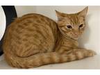 Adopt Engine a Orange or Red Domestic Shorthair / Mixed (short coat) cat in