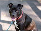 Adopt Ragnarok a Black Mixed Breed (Large) / Mixed dog in West Chester