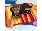 Adopt Booker a Hound (Unknown Type) / Mixed dog in Batesville, AR (38766034)