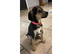 Adopt Raven a Hound (Unknown Type) / Mixed dog in Batesville, AR (38717906)