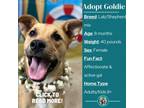 Adopt Goldie a Tan/Yellow/Fawn Labrador Retriever / Shepherd (Unknown Type) /
