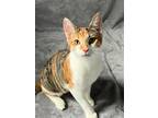 Adopt Harley a Calico or Dilute Calico Domestic Shorthair (short coat) cat in