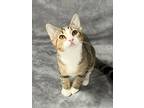 Adopt Maxwell a Brown Tabby Domestic Shorthair (short coat) cat in Huntsville