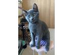 Adopt Sterling Archer a Domestic Shorthair (short coat) cat in Poplar Grove