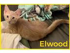 Adopt Elwood (FCID# 06/06/2023 - 139) a Orange or Red Domestic Shorthair / Mixed