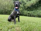 Adopt Thatcher a Black Mixed Breed (Large) / Mixed dog in Georgetown