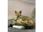 Adopt Doris a Orange or Red Domestic Shorthair / Domestic Shorthair / Mixed cat