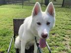 Adopt MAVERICK a White Mixed Breed (Medium) / Mixed dog in Los Angeles