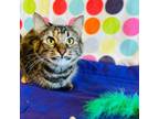 Adopt Honey Bee a Domestic Medium Hair