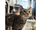 Adopt Mount Dora a Gray or Blue Domestic Shorthair / Mixed cat in Austin