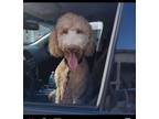 Adopt Angie a Golden Retriever, Standard Poodle