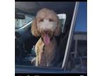 Adopt Hennessy a Golden Retriever, Standard Poodle