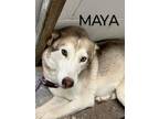 Adopt Maya a White - with Tan, Yellow or Fawn Husky / Mixed dog in Weatherford