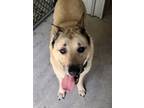 Adopt Oscar a Tan/Yellow/Fawn - with Black German Shepherd Dog / Mixed dog in