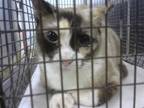 Adopt CHIQUI a Siamese