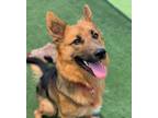 Adopt Ruca a Shepherd (Unknown Type) / Mixed dog in Oceanside, CA (38823145)