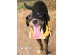 Adopt Willow a Labrador Retriever / Mixed dog in Gautier, MS (38675947)