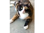Adopt Beatrix a Domestic Shorthair / Mixed cat in Dawson Creek, BC (38861038)