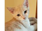Adopt Heath a Orange or Red (Mostly) Domestic Shorthair (short coat) cat in