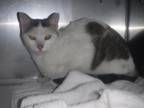 Adopt AFVID a Domestic Short Hair