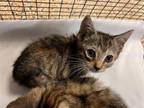 Adopt BETH a Domestic Short Hair