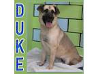Adopt Duke a Anatolian Shepherd / Shepherd (Unknown Type) / Mixed dog in Mena