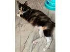 Adopt Angel a Calico or Dilute Calico Domestic Shorthair / Mixed (short coat)