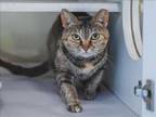 Adopt LIZZIE a Domestic Short Hair