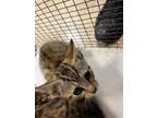 Adopt BRITTNEY a Domestic Short Hair