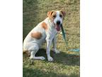 Adopt Bruiser a White - with Red, Golden, Orange or Chestnut Hound (Unknown