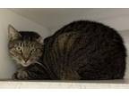 Adopt HIELO a Domestic Short Hair