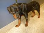 Adopt LUNA a Rottweiler