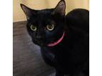 Adopt Fancy a Domestic Short Hair