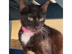 Adopt Munchie a Domestic Short Hair