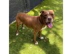 Adopt Hudini Linguini a Brown/Chocolate Mixed Breed (Large) / Mixed dog in