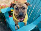 Adopt DAISY a American Staffordshire Terrier, Plott Hound