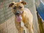 Adopt DAISY a American Staffordshire Terrier, Plott Hound