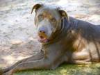Adopt GRACIE a American Staffordshire Terrier, Mixed Breed