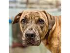 Adopt Pepper a Brindle American Pit Bull Terrier / Shepherd (Unknown Type) /