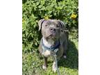 Adopt DIOR a American Staffordshire Terrier