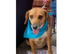 Adopt Abby a Black - with Brown, Red, Golden, Orange or Chestnut Beagle / Mixed