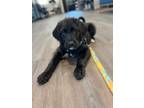 Adopt Gilly - so sweet! a Black - with White Labradoodle / Pointer / Mixed dog
