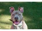 Adopt Dr. Buddy a Gray/Blue/Silver/Salt & Pepper Mixed Breed (Large) / Mixed dog