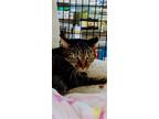 Adopt Sylvestor a Brown or Chocolate (Mostly) Domestic Shorthair / Mixed (short