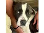 Adopt JAKE ★ Available NOW - RESCUE or ADOPTION! a Black Mixed Breed (Medium)